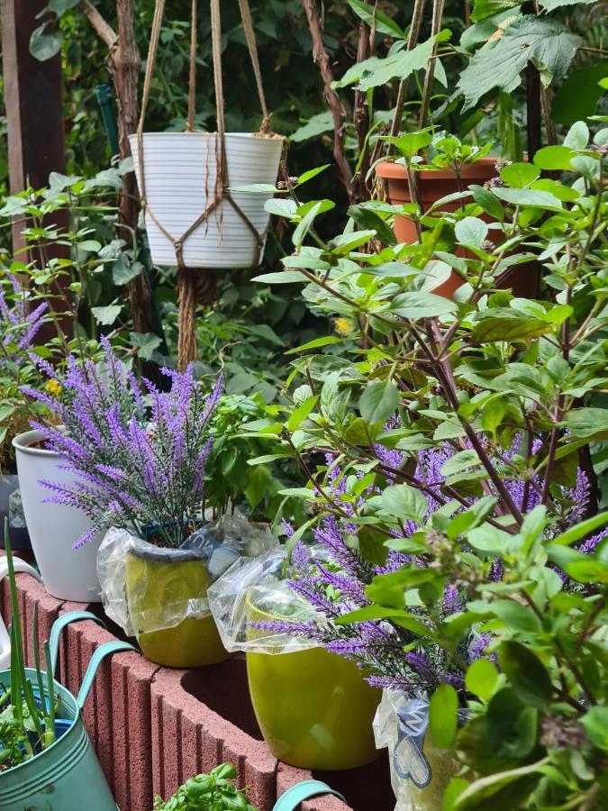 Cozy Room With A Beautiful Garden View Баунатал Екстериор снимка